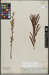 Foto von Salix triandra L. x Salix viminalis L.